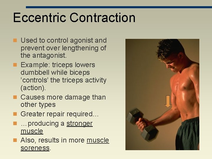 Eccentric Contraction n Used to control agonist and n n n prevent over lengthening