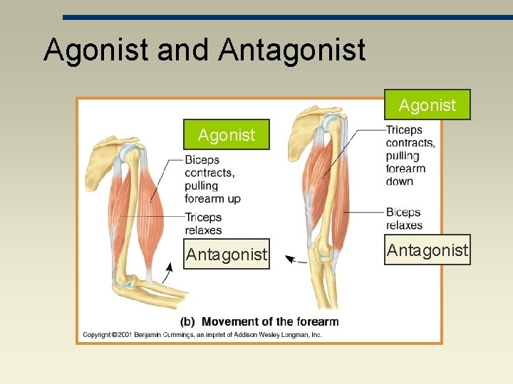 Agonist and Antagonist Agonist Antagonist 