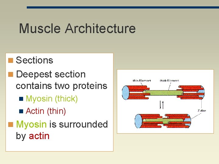 Muscle Architecture n Sections n Deepest section contains two proteins n Myosin (thick) n