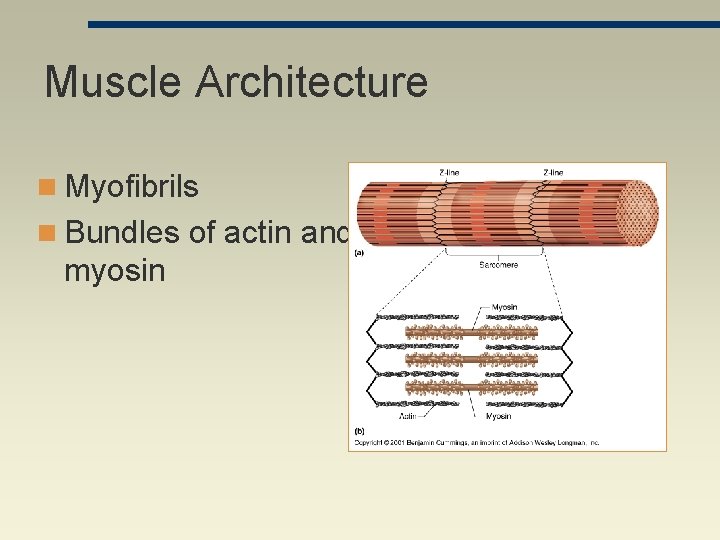 Muscle Architecture n Myofibrils n Bundles of actin and myosin 