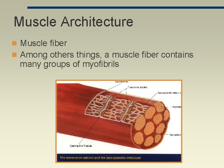 Muscle Architecture n Muscle fiber n Among others things, a muscle fiber contains many