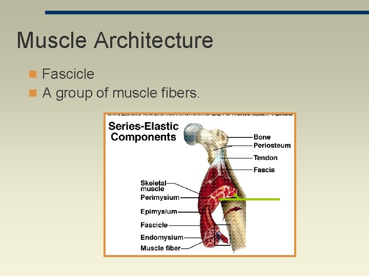 Muscle Architecture n Fascicle n A group of muscle fibers. 