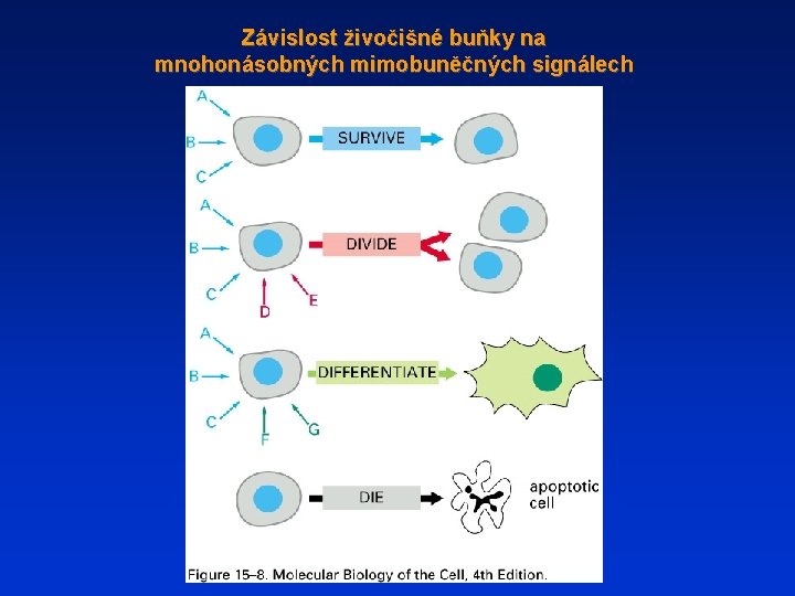 Závislost živočišné buňky na mnohonásobných mimobuněčných signálech 