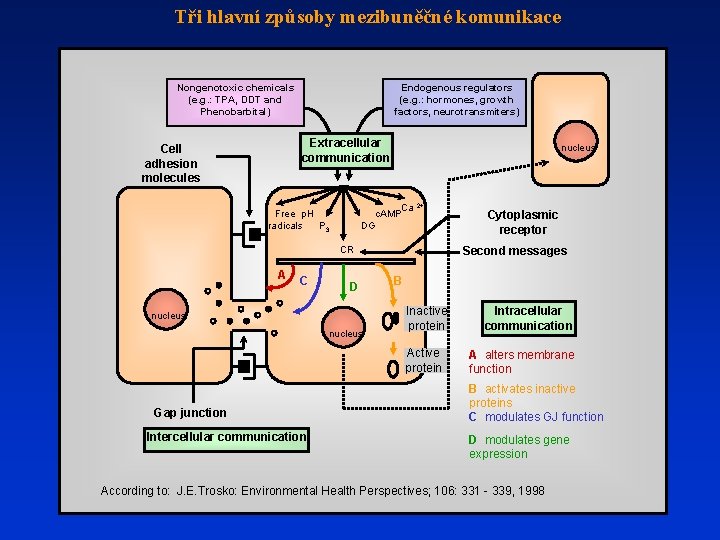 Tři hlavní způsoby mezibuněčné komunikace Nongenotoxic chemicals (e. g. : TPA, DDT and Phenobarbital)