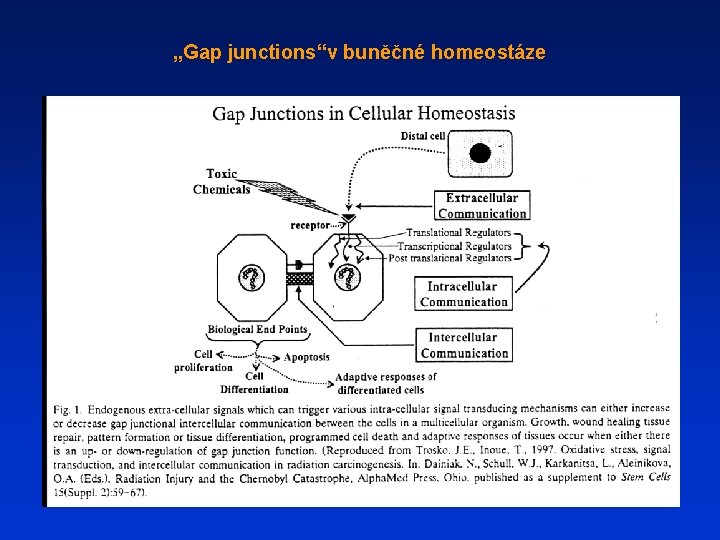 „Gap junctions“v buněčné homeostáze 