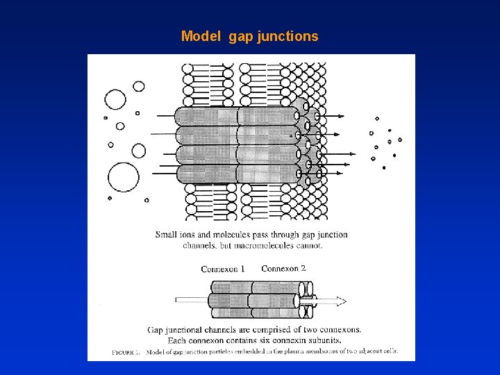 Model gap junctions 