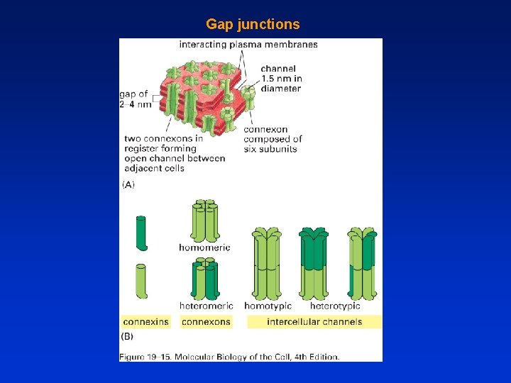 Gap junctions 