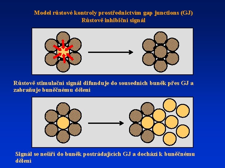 Model růstové kontroly prostřednictvím gap junctions (GJ) Růstově inhibiční signál Růstově stimulační signál difunduje