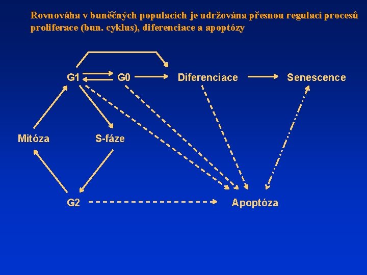 Rovnováha v buněčných populacích je udržována přesnou regulací procesů proliferace (bun. cyklus), diferenciace a