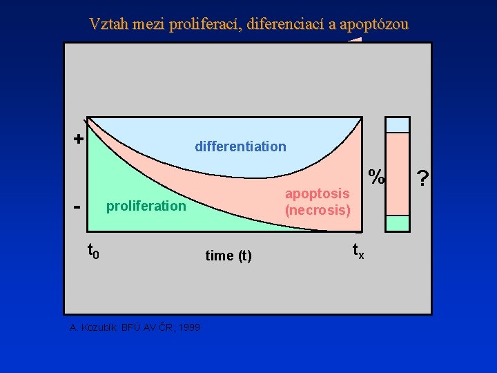 Vztah mezi proliferací, diferenciací a apoptózou + differentiation - apoptosis (necrosis) proliferation t 0