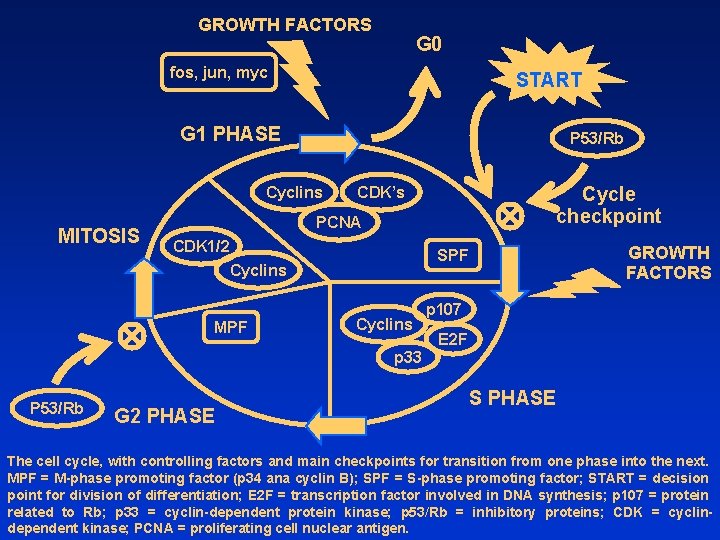 GROWTH FACTORS G 0 fos, jun, myc START G 1 PHASE P 53/Rb Cyclins