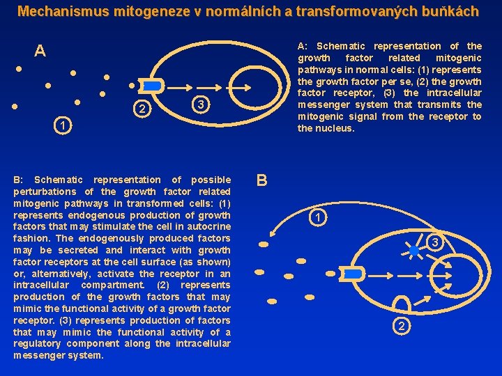 Mechanismus mitogeneze v normálních a transformovaných buňkách A: Schematic representation of the growth factor