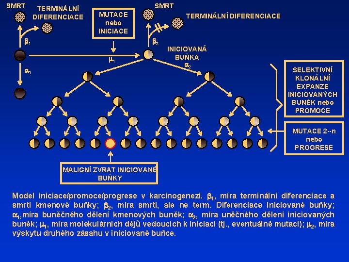 SMRT TERMINÁLNÍ DIFERENCIACE SMRT MUTACE nebo INICIACE b 1 TERMINÁLNÍ DIFERENCIACE b 2 m