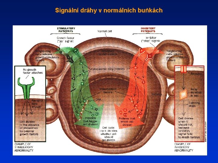 Signální dráhy v normálních buňkách 