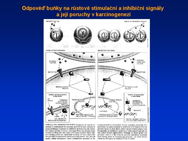 Odpověď buňky na růstově stimulační a inhibiční signály a její poruchy v karcinogenezi 