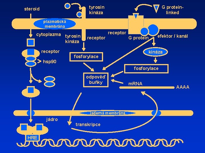 tyrosin kináza steroid G proteinlinked plazmatická membrána cytoplazma tyrosin kináza receptor G protein receptor