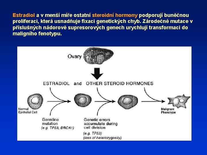 Estradiol a v menší míře ostatní steroidní hormony podporují buněčnou proliferaci, která usnadňuje fixaci