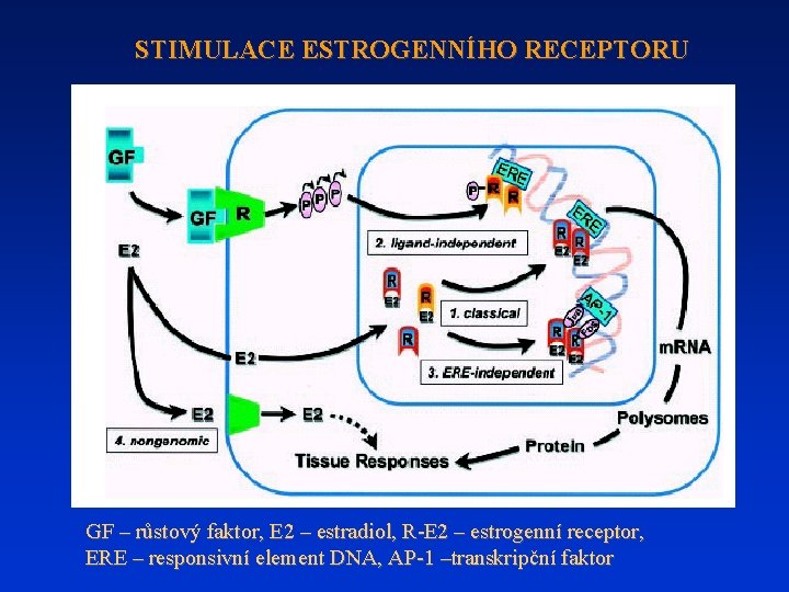 STIMULACE ESTROGENNÍHO RECEPTORU GF – růstový faktor, E 2 – estradiol, R-E 2 –