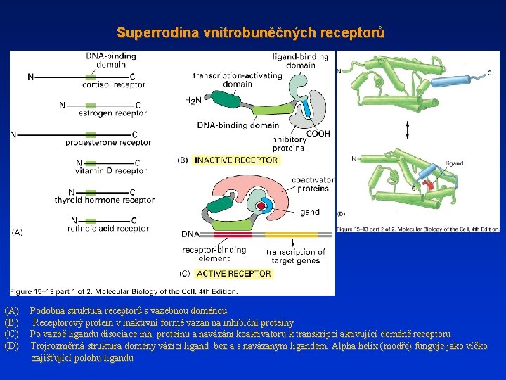 Superrodina vnitrobuněčných receptorů (A) Podobná struktura receptorů s vazebnou doménou (B) Receptorový protein v