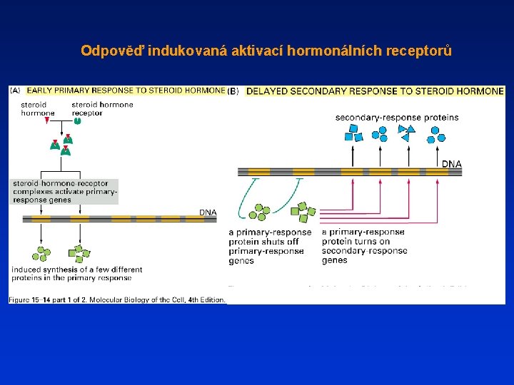 Odpověď indukovaná aktivací hormonálních receptorů 