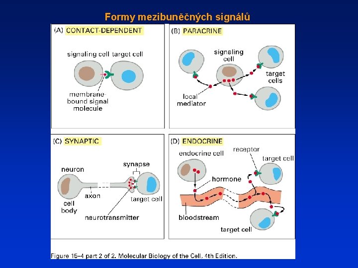 Formy mezibuněčných signálů 