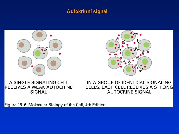 Autokrinní signál 