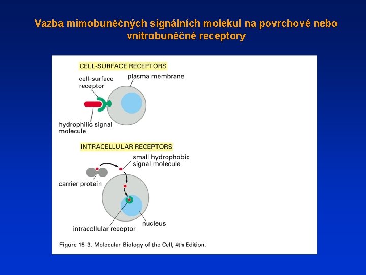 Vazba mimobuněčných signálních molekul na povrchové nebo vnitrobuněčné receptory 