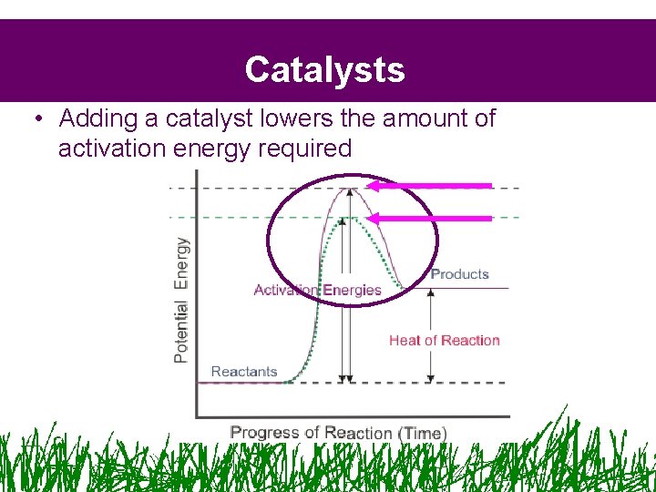 Catalysts • Adding a catalyst lowers the amount of activation energy required Catalysts • Adding a catalyst lowers the amount of activation energy required