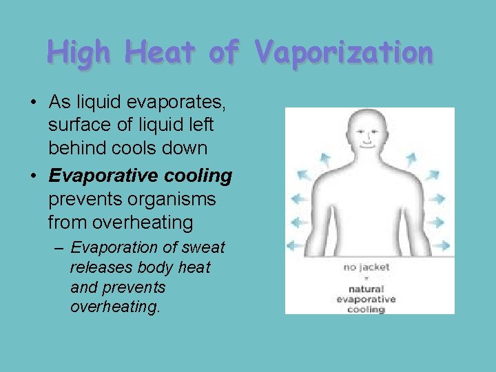 High Heat of Vaporization • As liquid evaporates, surface of liquid left behind cools