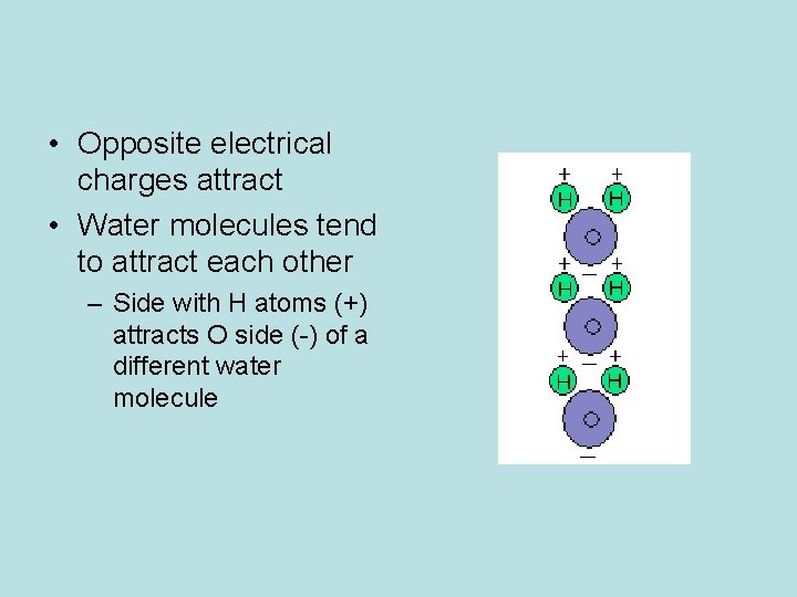  • Opposite electrical charges attract • Water molecules tend to attract each other