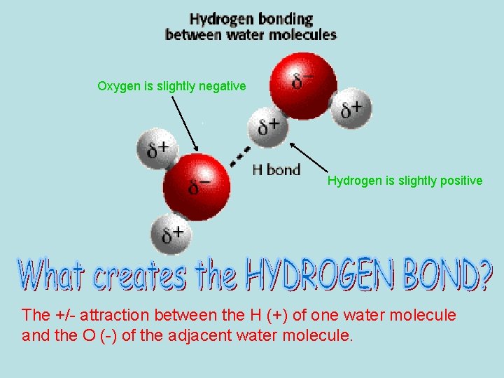 Oxygen is slightly negative Hydrogen is slightly positive The +/- attraction between the H