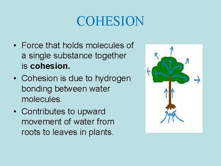 COHESION • Force that holds molecules of a single substance together is cohesion. •