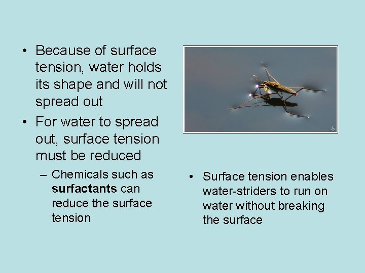  • Because of surface tension, water holds its shape and will not spread