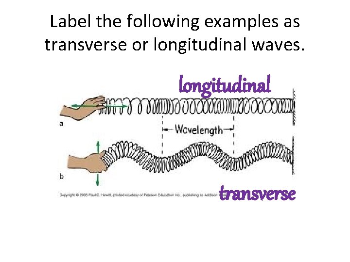 Label the following examples as transverse or longitudinal waves. longitudinal transverse 
