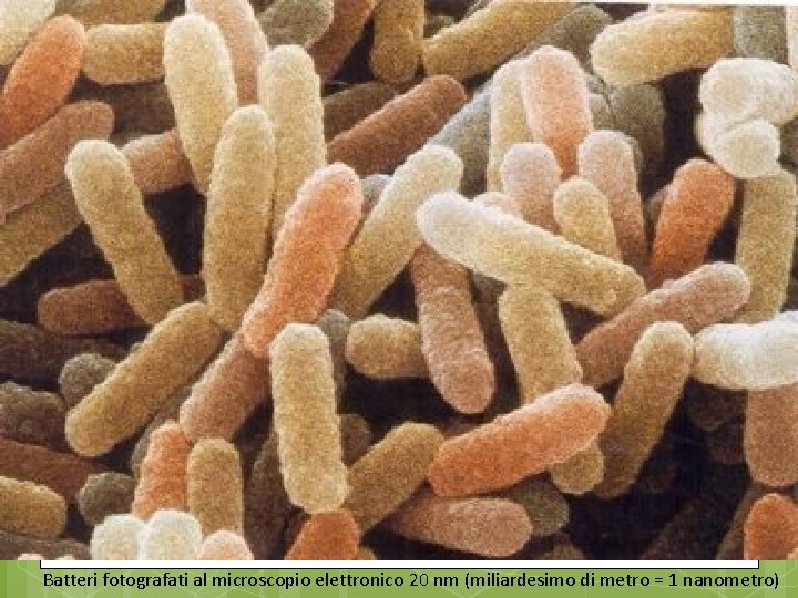 Batteri fotografati al microscopio elettronico 20 nm (miliardesimo di metro = 1 nanometro) Batteri fotografati al microscopio elettronico 20 nm (miliardesimo di metro = 1 nanometro)