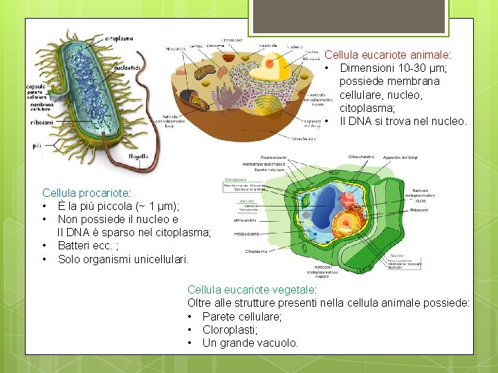 Cellula eucariote animale: • Dimensioni 10 -30 µm; possiede membrana cellulare, nucleo, citoplasma; • Cellula eucariote animale: • Dimensioni 10 -30 µm; possiede membrana cellulare, nucleo, citoplasma; •