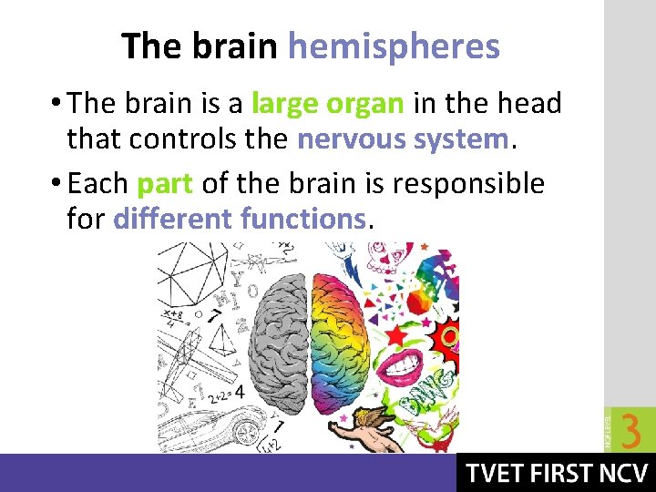The brain hemispheres • The brain is a large organ in the head that