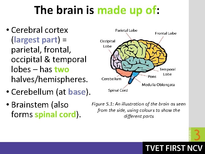 The brain is made up of: • Cerebral cortex (largest part) = parietal, frontal,