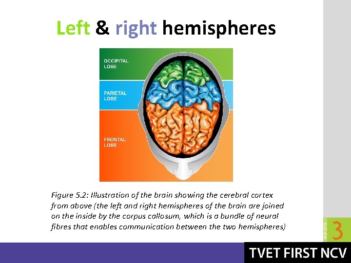 Left & right hemispheres Figure 5. 2: Illustration of the brain showing the cerebral