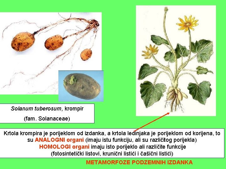 Solanum tuberosum, krompir (fam. Solanaceae) Krtola krompira je porijeklom od izdanka, a krtola ledinjaka