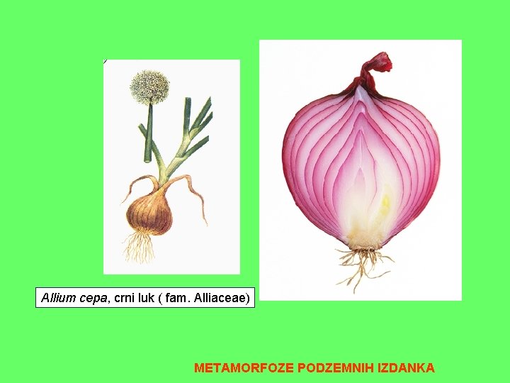 Allium cepa, crni luk ( fam. Alliaceae) METAMORFOZE PODZEMNIH IZDANKA 