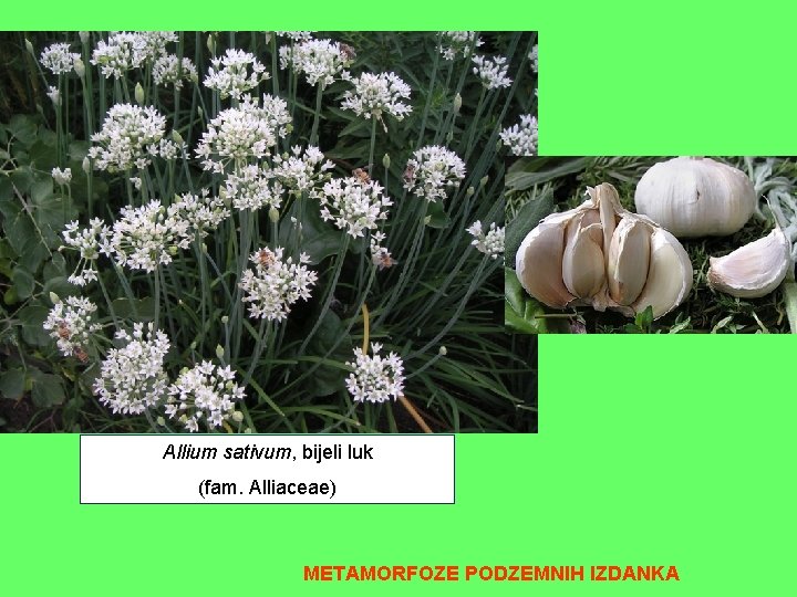Allium sativum, bijeli luk (fam. Alliaceae) METAMORFOZE PODZEMNIH IZDANKA 