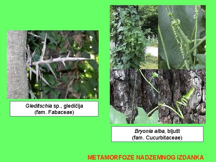 Gleditschia sp. , gledičija (fam. Fabaceae) Bryonia alba, bljušt (fam. Cucurbitaceae) METAMORFOZE NADZEMNOG IZDANKA