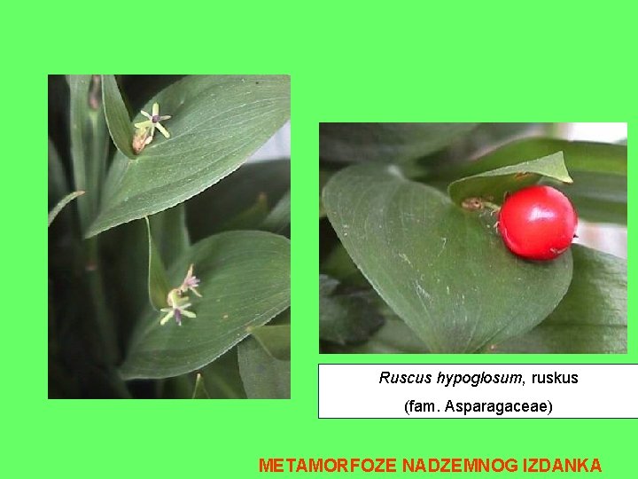Ruscus hypoglosum, ruskus (fam. Asparagaceae) METAMORFOZE NADZEMNOG IZDANKA 