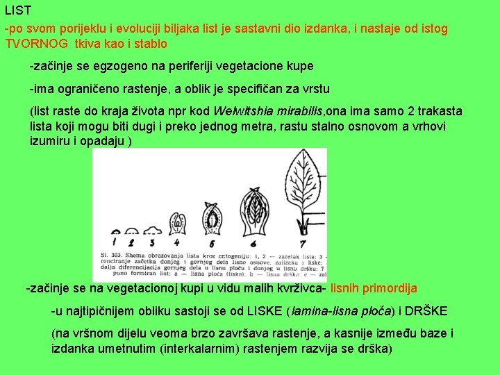 LIST -po svom porijeklu i evoluciji biljaka list je sastavni dio izdanka, i nastaje