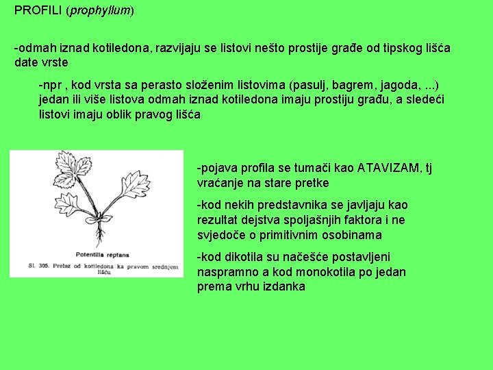 PROFILI (prophyllum) -odmah iznad kotiledona, razvijaju se listovi nešto prostije građe od tipskog lišća