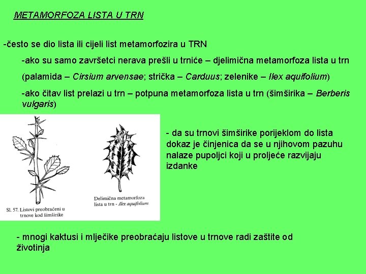 METAMORFOZA LISTA U TRN -često se dio lista ili cijeli list metamorfozira u TRN