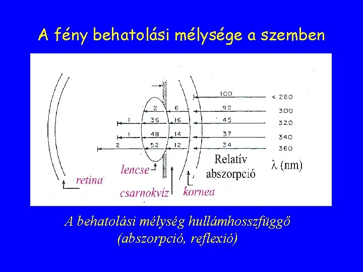 A fény behatolási mélysége a szemben A behatolási mélység hullámhosszfüggő (abszorpció, reflexió) 