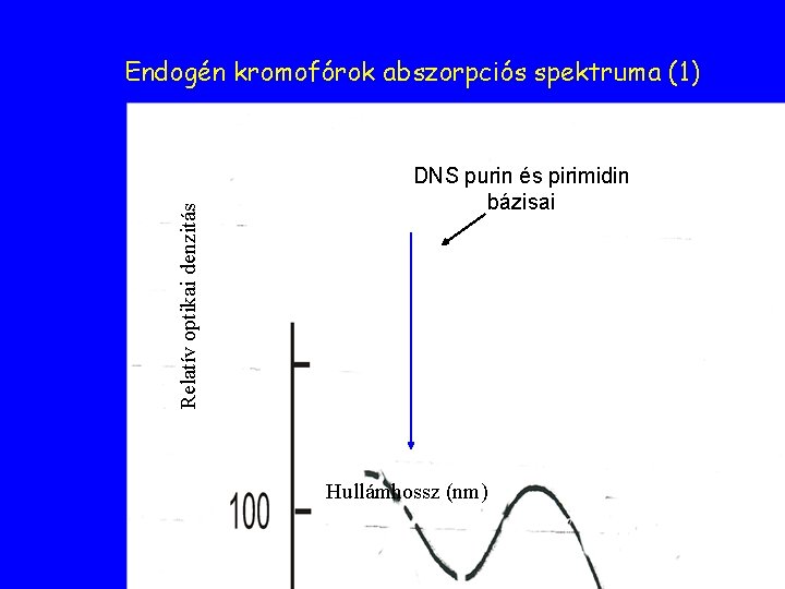 Relatív optikai denzitás Endogén kromofórok abszorpciós spektruma (1) DNS purin és pirimidin bázisai Hullámhossz