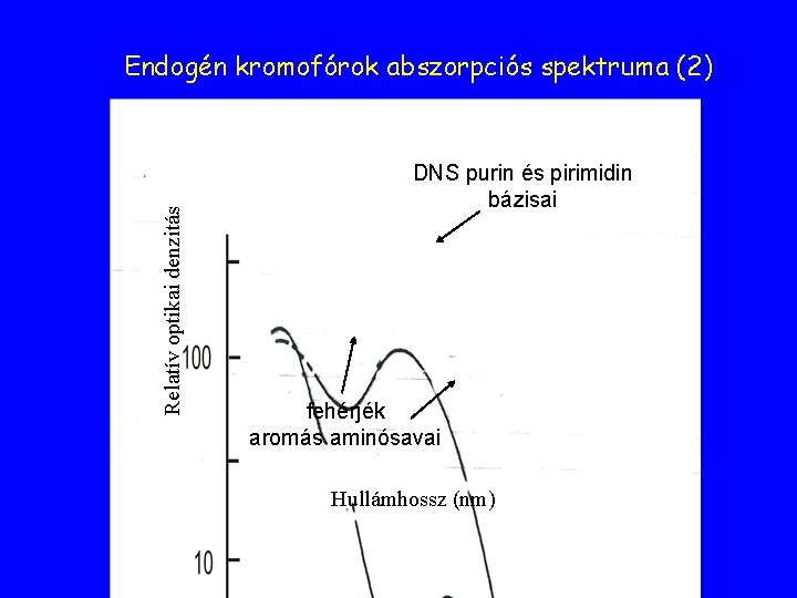 Relatív optikai denzitás Endogén kromofórok abszorpciós spektruma (2) DNS purin és pirimidin bázisai fehérjék